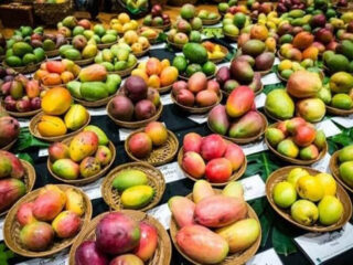 english-sentinelassam_import_wp-content_uploads_2019_06_International-Mango-Festival-1