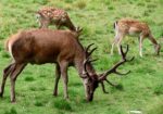 Adina Deer Park