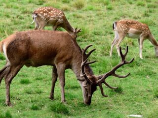 fallow-deer-4381666_640