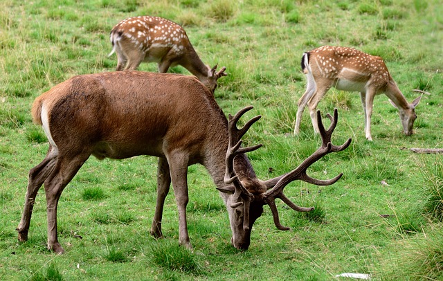 Adina Deer Park