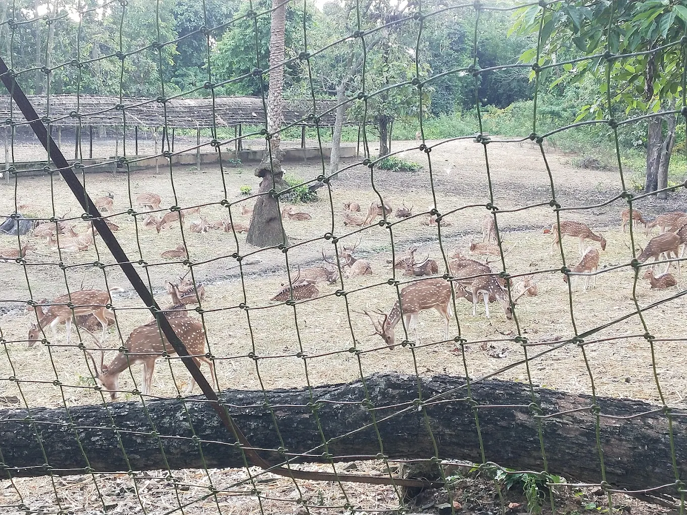 Adina Deer Park