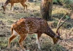 Adina Deer Park
