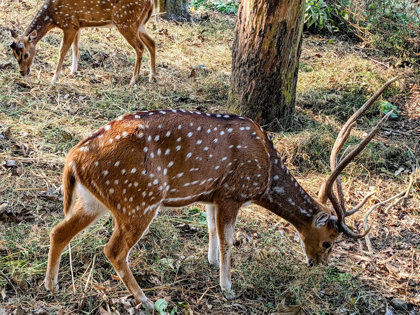 Adina Deer Park